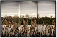 Blsshuhn am Rotter See