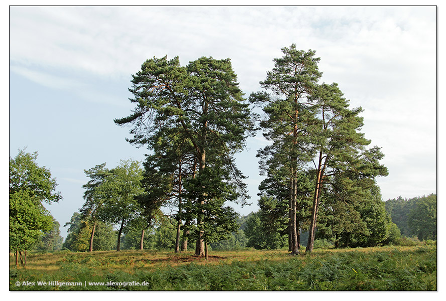 Wahner Heide