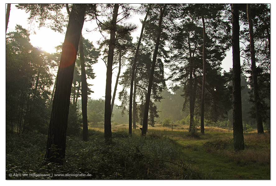 Wahner Heide