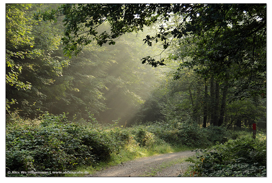 Wahner Heide