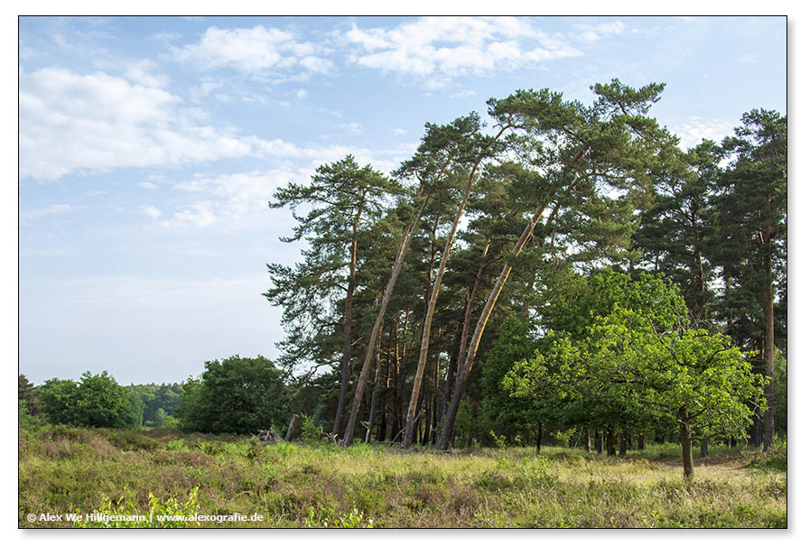 WahnerHeide